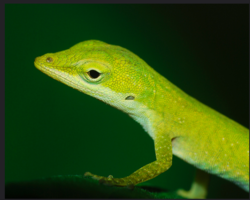 Reptile